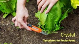  Presentation with fertilizer production - Amazing PPT theme having fertilizer production - cutting lettuce with a cutter backdrop and a tawny brown colored foreground