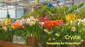 Presentation with fertilizer production - Presentation design consisting of fertilizer production - flowers at the green house background and a tawny brown colored foreground
