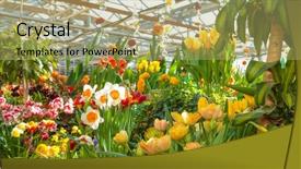  Presentation with fertilizer production - Beautiful theme featuring fertilizer production - flowers at the green house backdrop and a mint green colored foreground