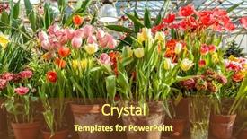  Presentation with fertilizer production - Slide deck with fertilizer production - flowers at the green house background and a tawny brown colored foreground