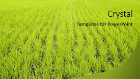  Presentation with fertilizer production - Cool new presentation theme with fertilizer production - green paddy fields backdrop and a yellow colored foreground
