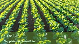  Presentation with fertilizer production - Colorful slide deck enhanced with fertilizer production - green vegetable on the field backdrop and a tawny brown colored foreground