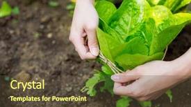  Presentation with fertilizer production - Slide set featuring fertilizer production - lettuce with rope protection background and a tawny brown colored foreground