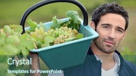  Presentation with grape vine black grapes - PPT layouts consisting of fertilizer production - man harvesting grapes background and a  colored foreground