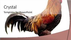  Presentation with brown sugar isolated on white - PPT theme featuring fertilizer production - rooster isolated n a white background and a white colored foreground