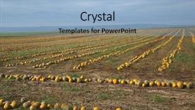  Presentation with field - Audience pleasing presentation consisting of fertilizer production - rows of pumpkins backdrop and a  colored foreground
