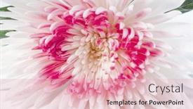  Presentation with chrysanthemum - Theme with festive-background-with-chrysanthemum background and a  colored foreground