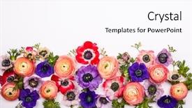  Presentation with festive - Slide set enhanced with festive flower composition made background and a pink colored foreground