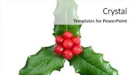  Presentation with holly christmas frame - Presentation theme having festive season - christmas decoration holly with berries background and a white colored foreground