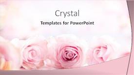  Presentation with pink roses - Theme featuring festive-still-life-with-pink background and a pink colored foreground