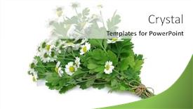  Presentation with bunch - Slide set consisting of feverfew medicinal herb tied in a bunch with twine isolated on white background and a white colored foreground