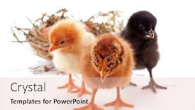  Presentation with chicks - Cool new presentation design with few baby chicks over a white background backdrop and a lemonade colored foreground