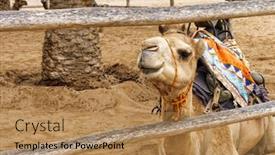  Presentation with oasis - Presentation design having few-camels-in-an-enclosure background and a coral colored foreground