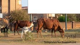  Presentation with road intersection - Colorful slide deck enhanced with few-cows-walking backdrop and a coral colored foreground