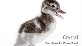  Presentation with old days - Slide deck consisting of few-days-old-madagascar-teal background and a white colored foreground