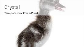  Presentation with old days - Presentation having few-days-old-madagascar-teal background and a white colored foreground