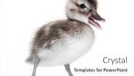  Presentation with old days - Slide set enhanced with few-days-old-madagascar-teal background and a white colored foreground