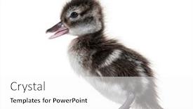  Presentation with old days - PPT layouts with few-days-old-madagascar-teal background and a white colored foreground