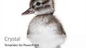  Presentation with old days - Slide set having few-days-old-madagascar-teal background and a white colored foreground