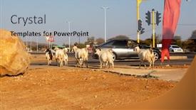  Presentation with road intersection - Amazing theme having few-goats-walking backdrop and a light blue colored foreground