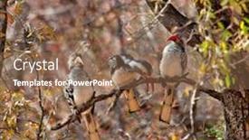  Presentation with branch - Cool new PPT theme with few-hornbills-on-a-branch backdrop and a violet colored foreground
