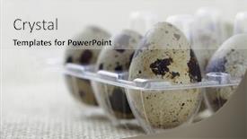  Presentation with quail - Colorful theme enhanced with few quail speckled eggs in a plastic box shallow dof backdrop and a light gray colored foreground