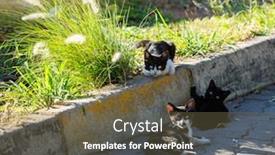  Presentation with cats - Slide set enhanced with few-stray-young-cats-playing background and a tawny brown colored foreground