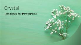  Presentation with light green - PPT theme consisting of few-twigs-of-gypsophila-flowers background and a mint green colored foreground
