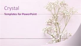  Presentation with pink flowers - Audience pleasing PPT theme consisting of few-twigs-of-gypsophila-flowers backdrop and a pink colored foreground