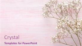  Presentation with light pink - Presentation theme enhanced with few-twigs-of-gypsophila-flowers background and a lemonade colored foreground