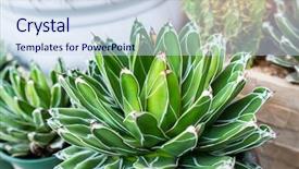  Presentation with thorn - PPT layouts consisting of fibonacci - agave succulent plant freshness leaves background and a sky blue colored foreground