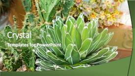  Presentation with succulent - Beautiful slides featuring fibonacci - agave succulent plant freshness leaves backdrop and a seafoam green colored foreground