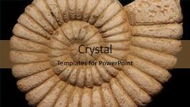  Presentation with shell - Presentation with fibonacci - ammonite nautilus shell on black background and a coral colored foreground