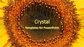  Presentation with bloom - PPT layouts featuring fibonacci - central section of a sunflower background and a tawny brown colored foreground