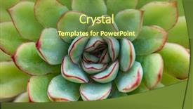  Presentation with cactus - Cool new theme with fibonacci - close up view on cactus backdrop and a tawny brown colored foreground