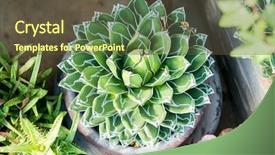  Presentation with queen - Slide deck enhanced with fibonacci - detail of agave victoriae-reginae queen background and a tawny brown colored foreground