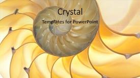  Presentation with shell - PPT theme enhanced with fibonacci - detailed photo of a halved background and a yellow colored foreground