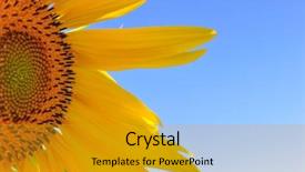  Presentation with fibonacci - Theme with fibonacci - half segment of a flowering background and a gold colored foreground