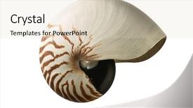  Presentation with fibonacci - Beautiful slides featuring fibonacci - image of the shell backdrop and a lemonade colored foreground