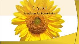  Presentation with fibonacci - Slides featuring fibonacci - single fresh sunflower isolated background and a yellow colored foreground