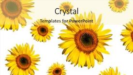  Presentation with fibonacci - Beautiful presentation featuring fibonacci - sunflowers in full bloom backdrop and a blonde colored foreground