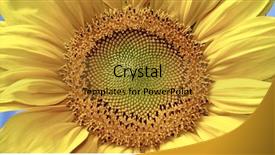  Presentation with sunflower - Slides consisting of fibonacci - yellow sunflower background and a gold colored foreground