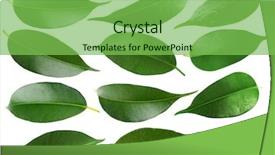  Presentation with chemistry leaves green leaf - Presentation theme featuring ficus - collage of beautiful green leaves background and a seafoam green colored foreground