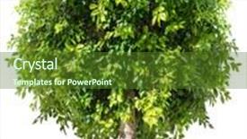  Presentation with paths - Cool new PPT layouts with ficus benjamina file contains clipping paths backdrop and a tawny brown colored foreground