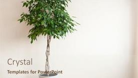  Presentation with stem - Amazing presentation having ficus-benjamina-large-green-houseplant backdrop and a sky blue colored foreground