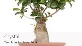  Presentation with ginseng - Presentation having ficus-ginseng-small-bonsai-tree background and a white colored foreground