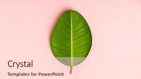  Presentation with flat - Audience pleasing slide deck consisting of ficus leaf on pink background backdrop and a lemonade colored foreground