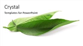  Presentation with leaves - Colorful presentation design enhanced with ficus leaves isolated on white backdrop and a  colored foreground