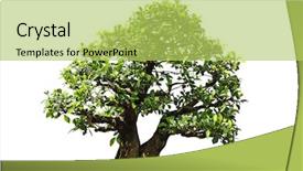  Presentation with bonsai - Beautiful theme featuring ficus microcarpa bonsai tree isolated backdrop and a yellow colored foreground