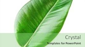  Presentation with rubber plant - Slides featuring ficus-or-rubber-plant-isolated background and a seafoam green colored foreground